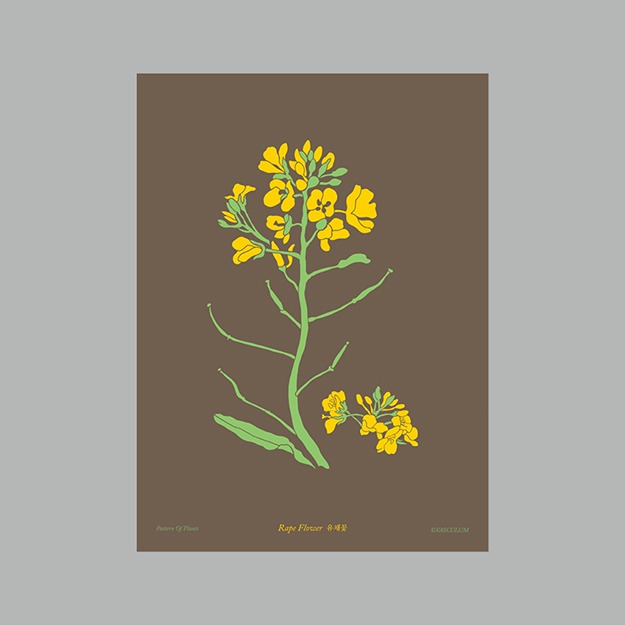 유채꽃 Plants Post Card