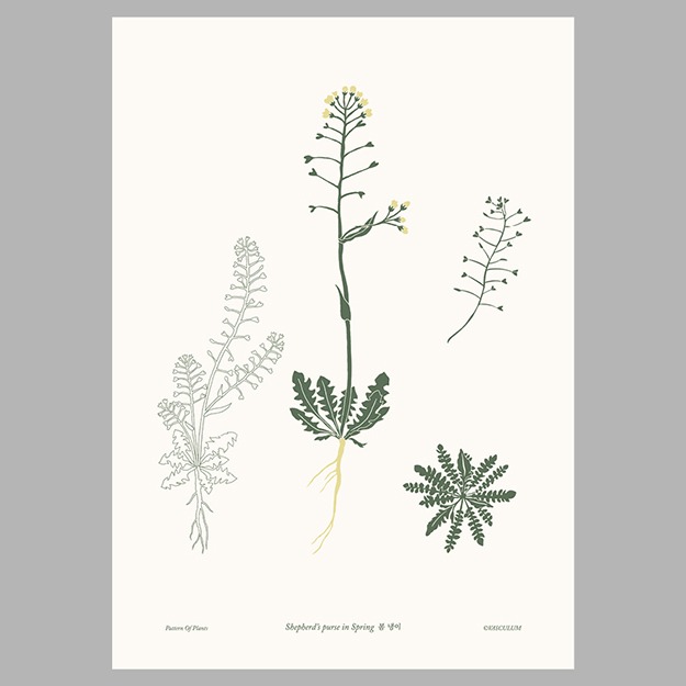 냉이 - 식물그림 포스터
