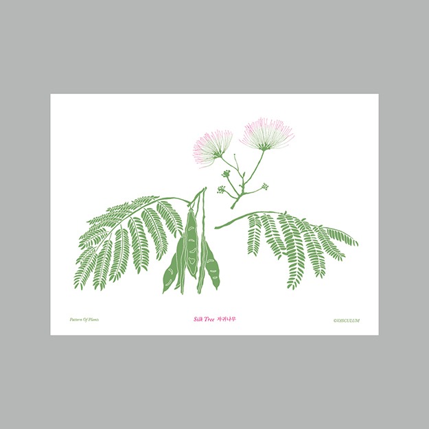 자귀나무 - 식물그림 엽서