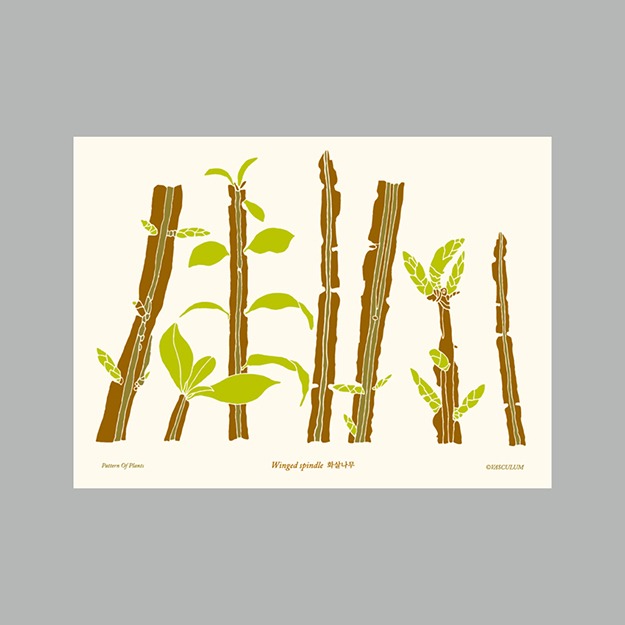 화살나무 - 식물그림 엽서