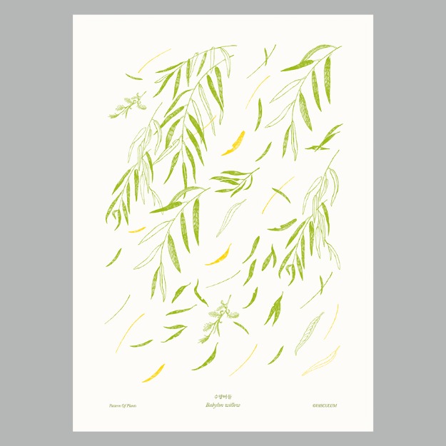 수양버들 - 식물그림 포스터