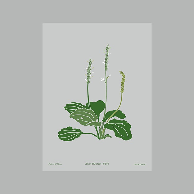 질경이 Plants Post Card